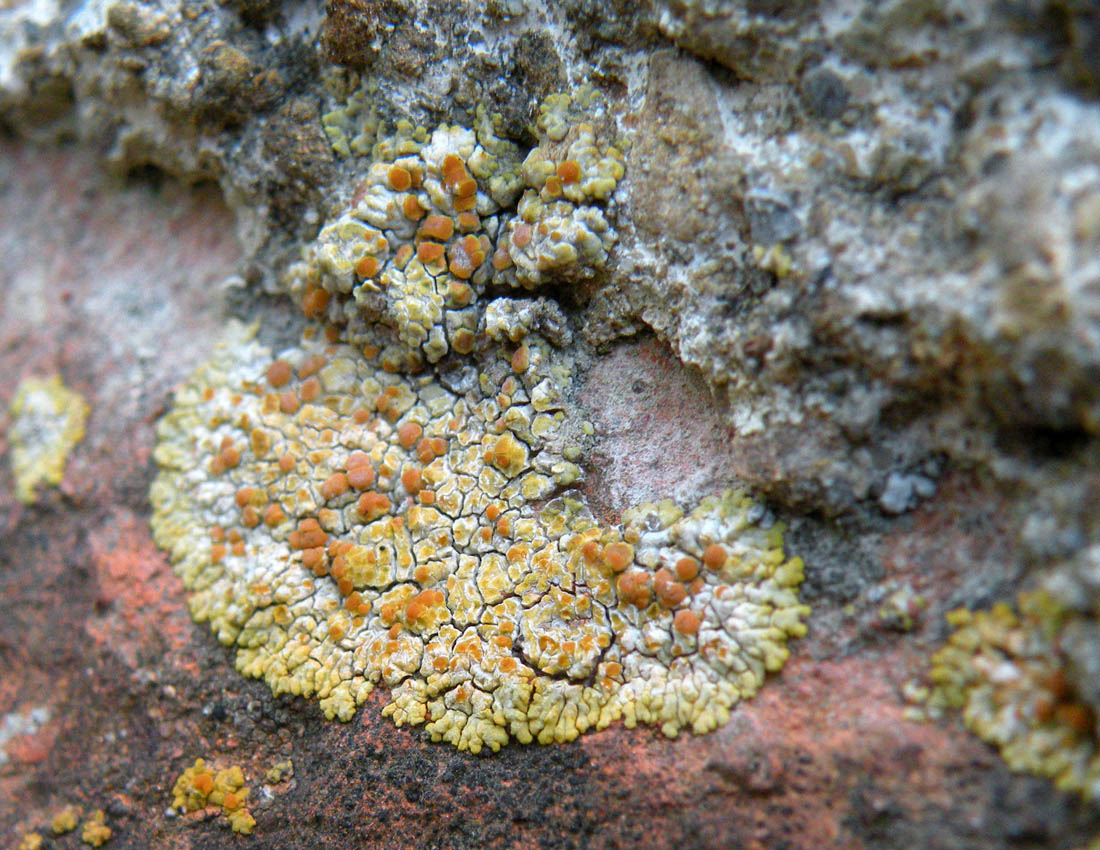 Caloplaca decipiens?